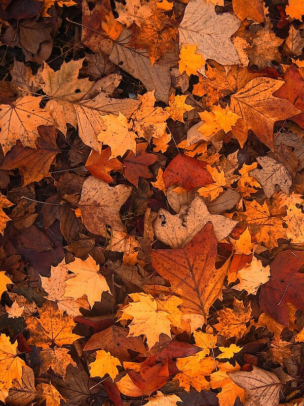 Gebruik herfstblad in uw tuin voor voeding en bescherming